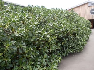 Myoporum laetum (ngaio) clipped into a dense hedge of glossy green leaves, running alongside a paved path and a timber-clad building.
