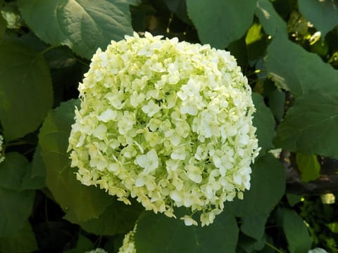 Hydrangea arborescens 'Annabelle'
