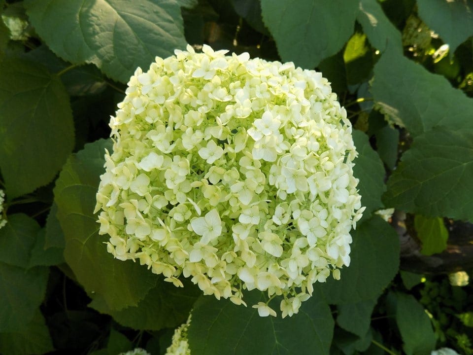 Hydrangea arborescens 'Annabelle' (Smooth Hydrangea) with a rounded cluster of small creamy-white flowers, surrounded by large, broad, dark green leaves.