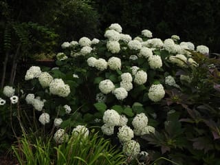 Hydrangea arborescens 'Annabelle' (Smooth Hydrangea) shrub covered in large round white flowerheads, growing in a garden bed against dark foliage.