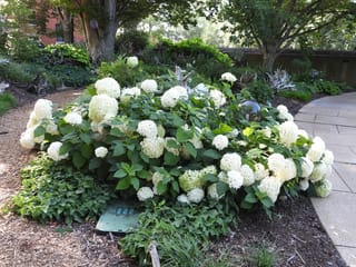 Hydrangea arborescens 'Annabelle' (Smooth Hydrangea), a mounded shrub with large white globe flowerheads and green leaves, growing beside a paved path in a garden.