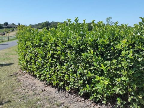 Viburnum odoratissimum 'Dense Fence'