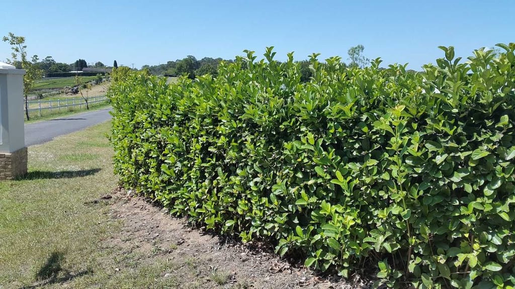 Viburnum odoratissimum 'Dense Fence' (Sweet Viburnum) as a tall, dense hedge of glossy green leaves beside a rural driveway under a clear blue sky.