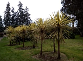 Cordyline australis 'Albertii' (Tī Kōuka), several young trees with slender trunks and spiky cream-and-green variegated leaf crowns, growing on a lawn in a park.