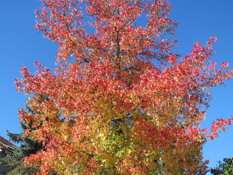 Liquidambar styraciflua