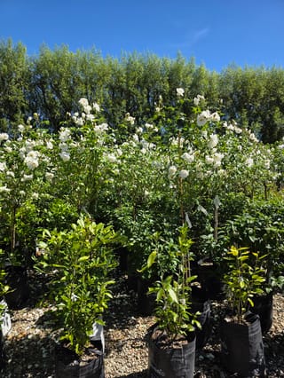 Rosa 'Iceberg' (Iceberg Rose) standard roses in black planter bags on gravel, with clusters of white flowers on tall stems against a blue sky.
