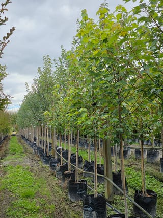 Rows of staked Acer rubrum 'Jeffersred' (Red Maple) trees with green summer foliage, growing in black planter bags along a grassy nursery path.