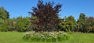 Fagus sylvatica 'Purpurea' (European Beech), a young tree with dark purple foliage, rising from a round bed of white-flowering plants on a lawn.