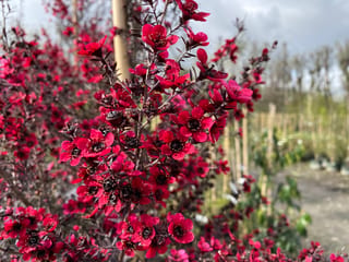 Leptospermum scoparium 'Electric Red' (mānuka) with deep crimson flowers and dark bronze-purple foliage on upright stems, growing in a nursery row.