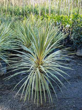 Cordyline australis 'Albertii' (Tī Kōuka), a young potted plant with sword-like green leaves edged in cream-yellow, in a nursery row.