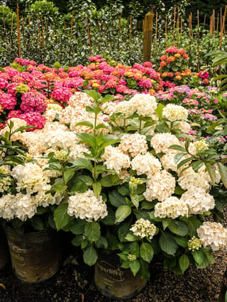 Hydrangea macrophylla 'Agnes Pavelli' (Big Leaf Hydrangea) in planter bags, with creamy-white mophead flowers and green leaves, and pink-flowered hydrangeas behind.
