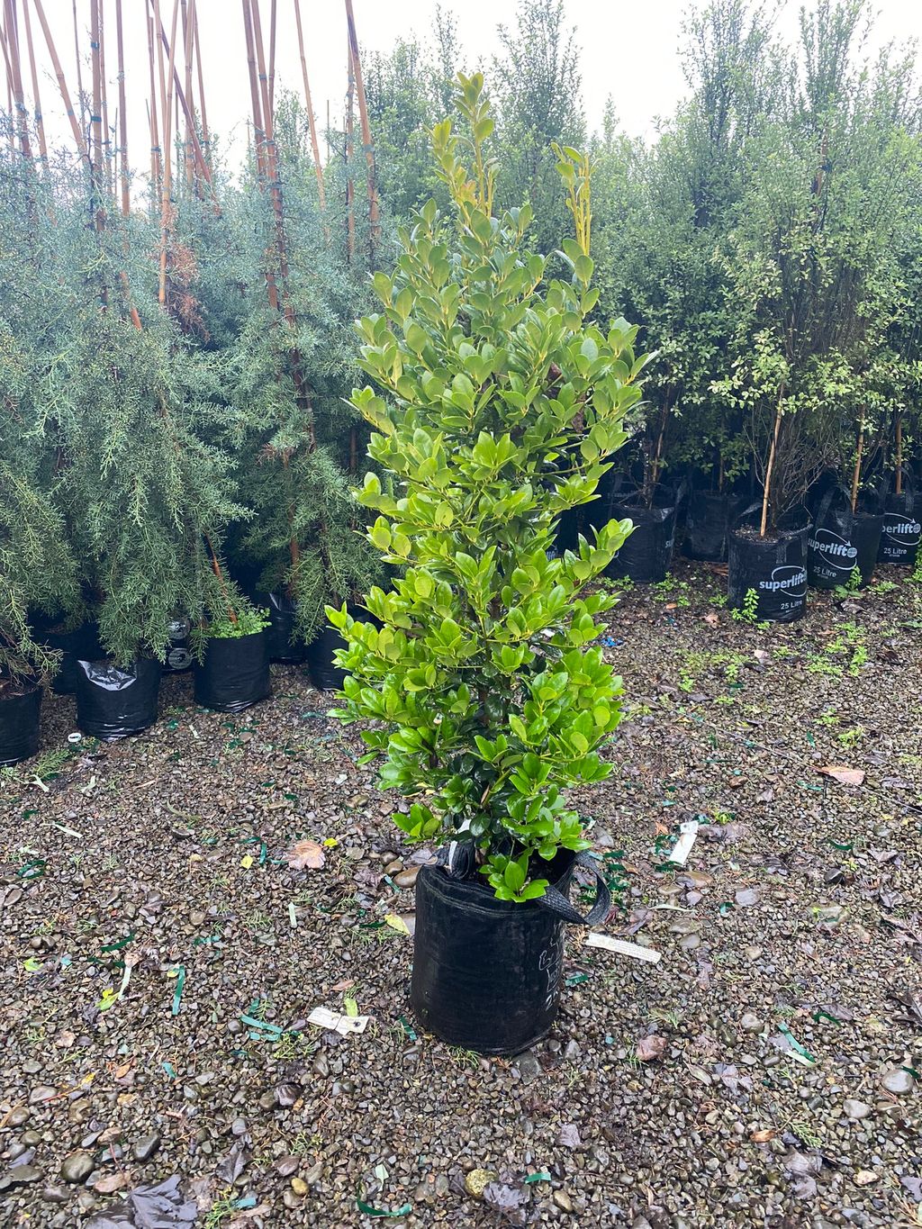 Ilex 'Largo' holly, an upright, narrow plant with glossy green foliage, growing in a black planter bag on a gravel nursery yard.