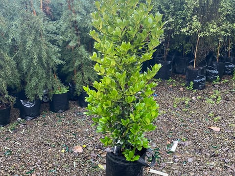 Ilex 'Largo'