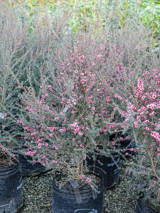 Leptospermum scoparium 'Wiri Shelley' (mānuka) in a black planter bag, with fine grey-green foliage and many small pink flowers, on a gravel nursery bed.