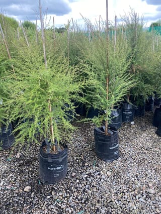 Leptospermum scoparium (Mānuka) shrubs in black 25 litre planter bags, staked with bamboo canes, with fine green foliage on a gravel nursery bed.