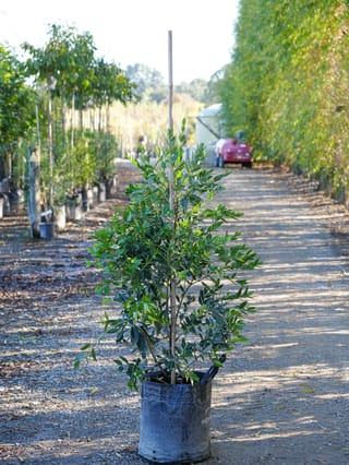 Metrosideros excelsa x umbellata 'Maungapiko' (Pōhutukawa and Southern Rātā Hybrid), a young upright tree with glossy dark green leaves, staked in a black planter bag on a nursery path.