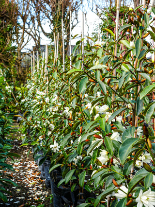 Michelia 'Fairy White' (Fairy Magnolia) in bags along a nursery row, staked with canes, with white flowers, glossy green leaves and brown buds.
