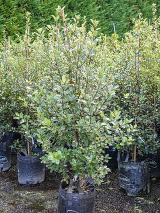 Pittosporum tenuifolium 'Stephens Island' (kōhūhū), an upright young shrub with small glossy green leaves, staked in a black planter bag among rows of nursery plants.
