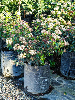 Viburnum tinus 'Eve Price' (Laurustinus) in a 25 litre planter bag, with dense dark green foliage and clusters of pink buds and white flowers.