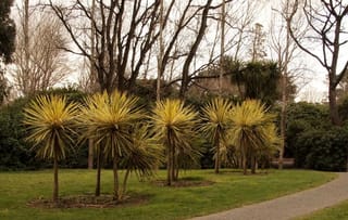 Cordyline australis 'Albertii' (Tī Kōuka) planted in a lawn, with slender trunks topped by spiky yellow-margined green leaves beside a gravel path.