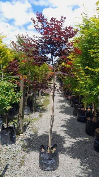Acer palmatum 'Bloodgood' (Japanese Maple), a young staked tree with deep purple-red foliage, growing in a black planter bag on a gravel nursery path.