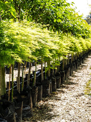 Row of Acer palmatum var. dissectum 'Emerald Lace' Japanese maples on straight stems, with finely cut lime-green foliage, growing in black planter bags on a gravel nursery path.