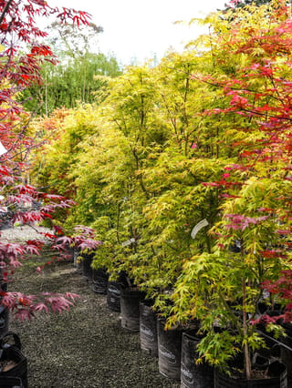 Acer palmatum 'Katsura' (Japanese Maple) in black planter bags along a gravel nursery path, with yellow-green foliage and red maples alongside.
