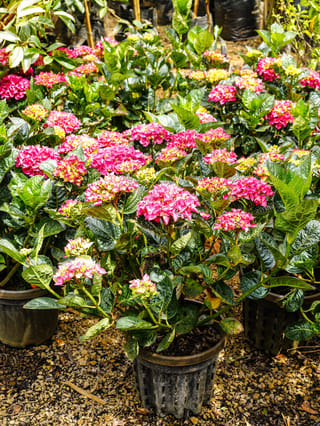 Potted Hydrangea macrophylla 'Bloody Marvellous' (Big Leaf Hydrangea) with pink mophead flowers and dark green leaves, standing in black nursery pots on gravel.