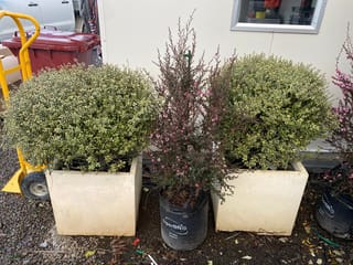 Two rounded Pittosporum tenuifolium 'Small Ball' (kōhūhū) shrubs with small green leaves in white planters, flanking a pink-flowering shrub in a black bag.