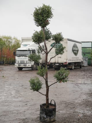 Podocarpus totara 'Matapouri Blue' (Tōtara) trained as a pom-pom style tree, with tufts of blue-green foliage on a bare trunk, in a planter bag on a wet nursery yard.
