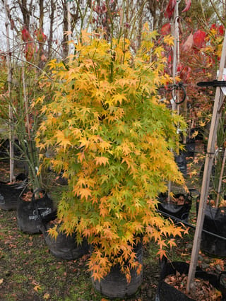 Acer palmatum 'Ukon' (Japanese Maple) in a black planter bag, with upright green stems and palmate leaves turning from green to yellow and orange.