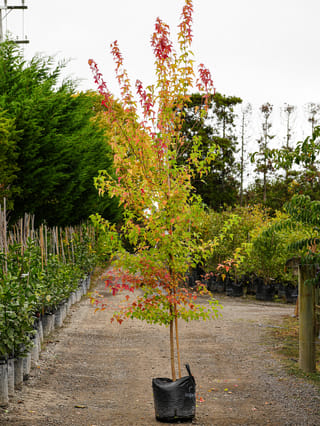 Acer buergerianum (Trident Maple), a young staked tree in a black planter bag, its leaves turning red, orange and green, on a nursery gravel path.