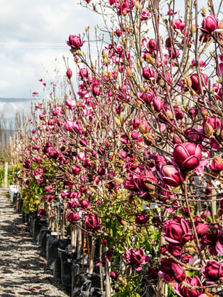 Row of Magnolia 'Genie' (magnolia) trees in planter bags at a nursery, their bare branches covered in deep burgundy-purple goblet-shaped flowers.
