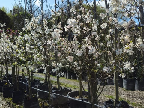 Magnolia stellata 'Waterlily'
