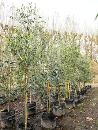 Olea europaea 'Leccino' olive trees in black planter bags, staked upright with grey-green foliage, lined up in rows at the nursery.
