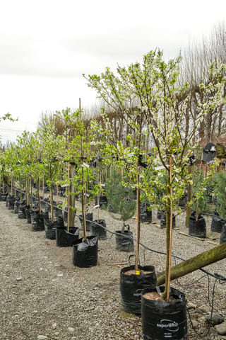 Plum 'Black Doris' (Japanese Plum) trees in white spring blossom, staked in black planter bags in a row on a gravel nursery bed.