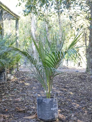 Young Rhopalostylis sapida (nīkau) in a black planter bag, with arching green pinnate fronds, standing on a leaf-littered path among trees.