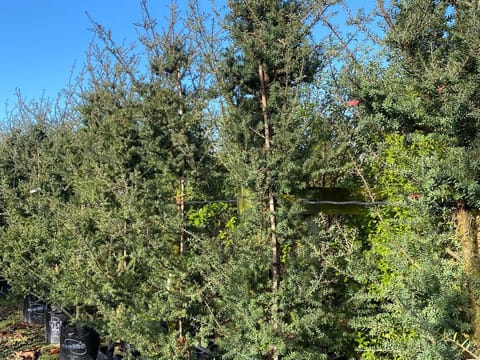 Podocarpus totara 'Matapouri Blue'