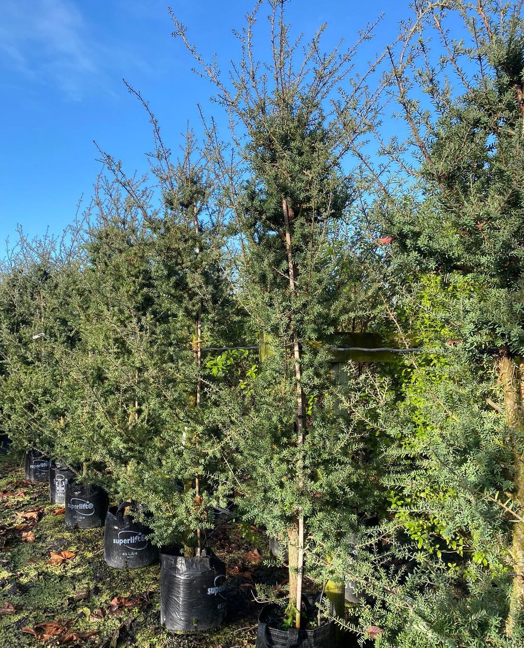 Podocarpus totara 'Matapouri Blue' (tōtara), tall staked young trees with blue-green foliage in black 45 litre planter bags, lined up under a clear blue sky.