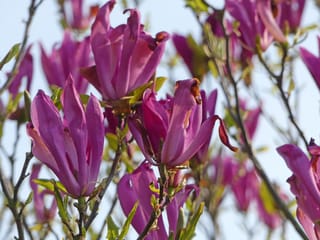 Magnolia 'Susan' flowers, with narrow pink-purple petals opening on bare branches among small fresh green leaves against a pale sky.