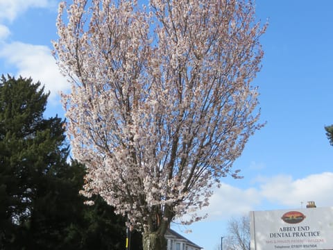 Prunus x hillieri 'Spire'