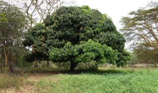 Myoporum laetum (ngaio) as a broad, rounded tree with dense dark green foliage and a short thick trunk, standing on open grass.