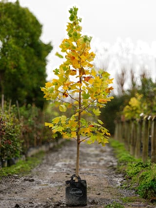 Liriodendron tulipifera (Tulip Tree), a young upright tree with yellow-green autumn foliage on a single straight stem, growing in a black planter bag on a nursery path.