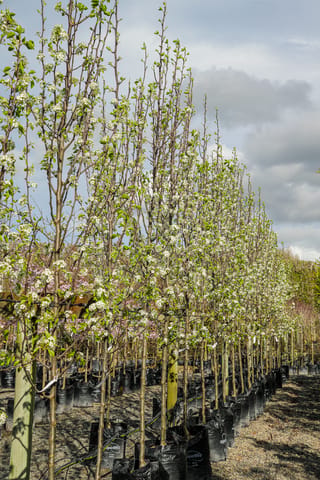 Pyrus calleryana 'Slim Jim' (Callery Pear) in white spring blossom, narrow upright trees staked in black planter bags along a gravel nursery row.