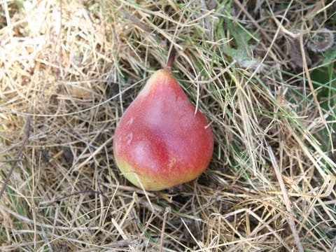 Pear 'Worden Seckel'