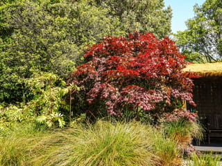 Acer palmatum 'Bloodgood' Japanese Maple with deep red foliage in a garden, surrounded by green shrubs, tussock grasses and a thatched-roof shelter.