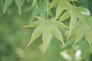 Close-up of light green palmate leaves of Acer palmatum 'Shidava Gold' (Japanese Maple), with finely toothed lobes and visible veins against a soft blurred background.