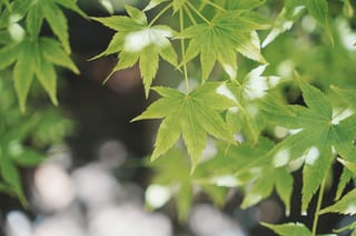 Acer palmatum 'Shidava Gold' Japanese Maple, close-up of light-green palmate leaves with finely toothed edges, dappled in sunlight against a soft blurred background.