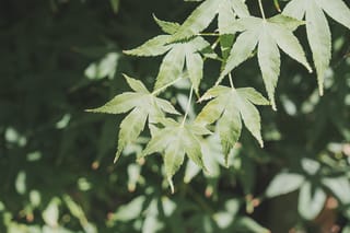 Acer palmatum 'Shidava Gold' Japanese Maple foliage, showing pale green, deeply lobed leaves with finely toothed edges against a dark, blurred background.