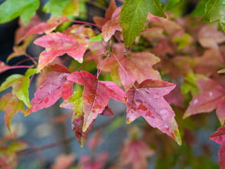 Acer buergerianum (Trident Maple) foliage, showing three-lobed leaves in shades of pink, red and green on slender red stems.